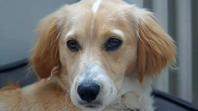 Jak wytresować psa żeby nie gryzł i uniknąć problemów z agresją