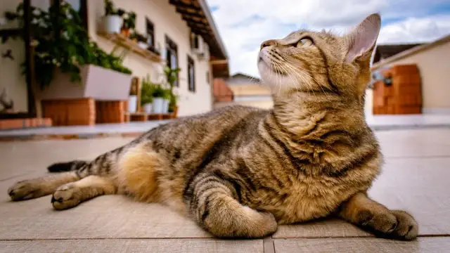 Ile dni trwa ruja u kotki? Zaskakujące fakty, które musisz znać