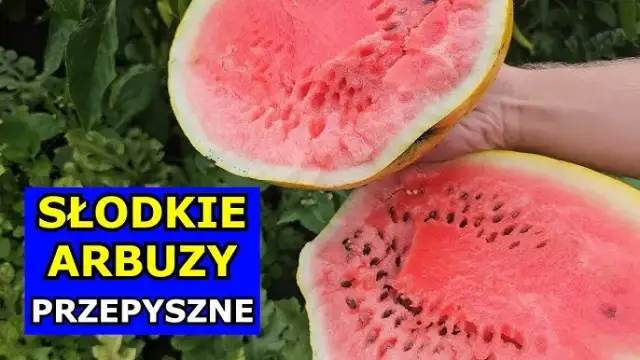Jak sadzić arbuza w Polsce? Krok po kroku do słodkich owoców!