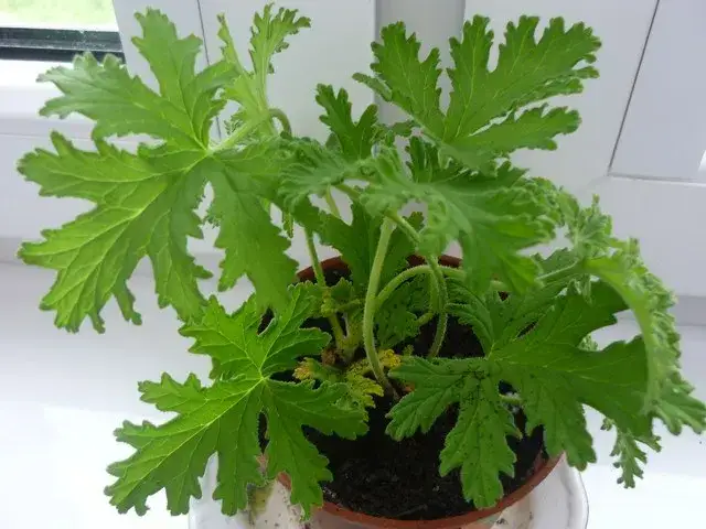 Jak zrobić herbatę z geranium? Prosty przepis i zdrowe właściwości