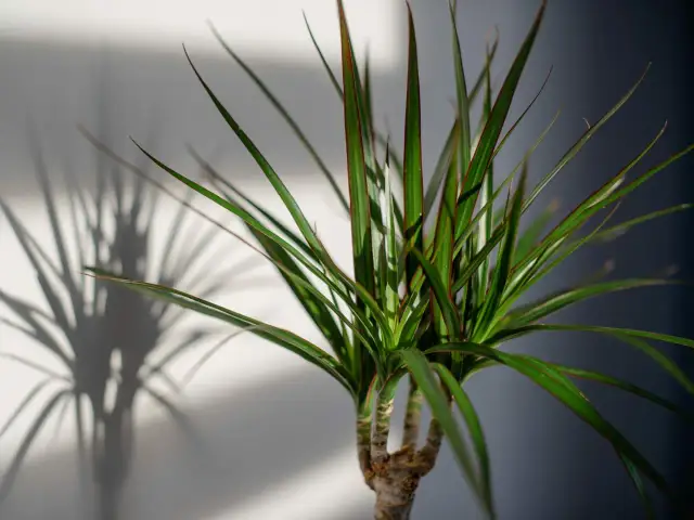 Kwitnąca Dracena w Domu: Jak Sprowokować i Pielęgnować?