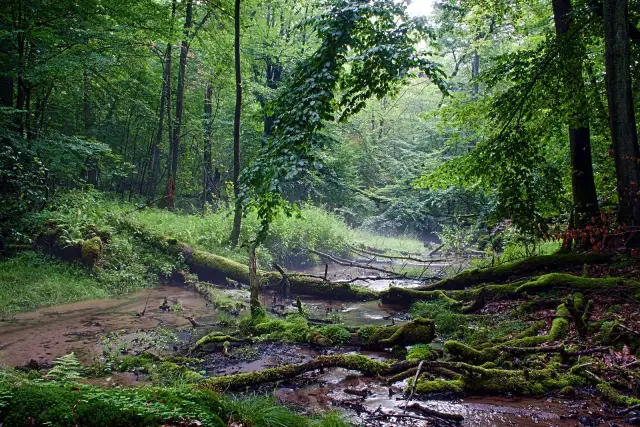 Rezerwat Przyrody Diabli Skok - odkryj unikalne ekosystemy i szlaki