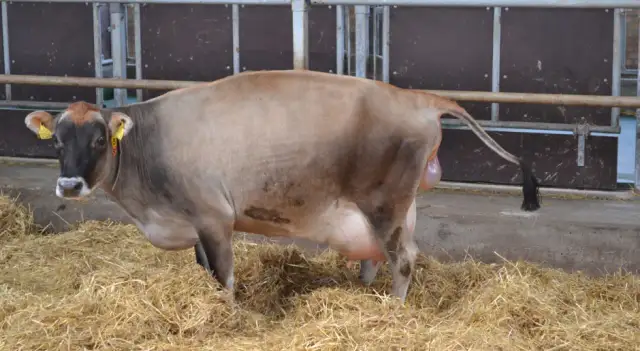 Ile trwa laktacja u krów? Zaskakujące fakty i wpływ na hodowlę