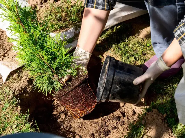 Kiedy sadzić tuje? Optymalne terminy dla zdrowego żywopłotu