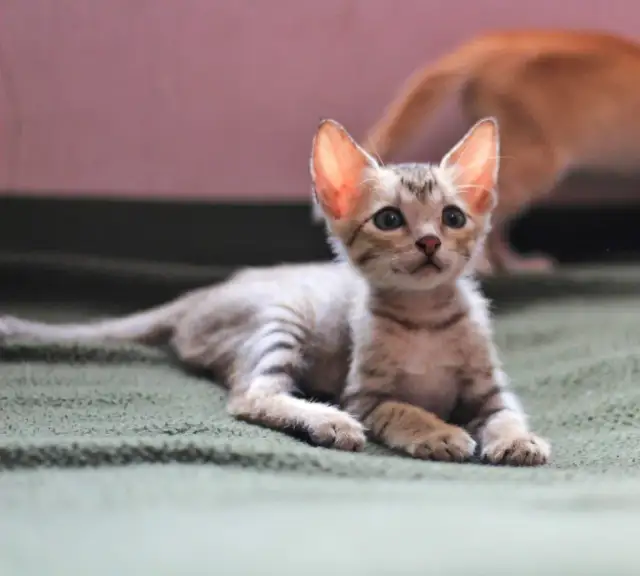 Ile kociąt może urodzić kotka? Zaskakujące fakty o miotach