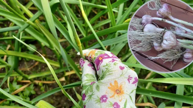 Kwitnienie czosnku: Jak mieć duże główki i pyszne pędy?