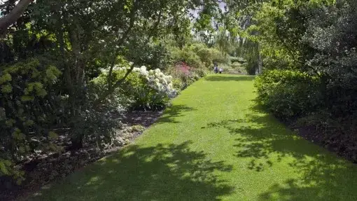 Co posadzić pod świerkami w cieniu, aby uniknąć porażki w ogrodzie?