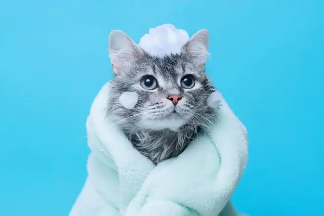 Kąpiel małego kotka: Kiedy jest konieczna i jak ją bezpiecznie zrobić?