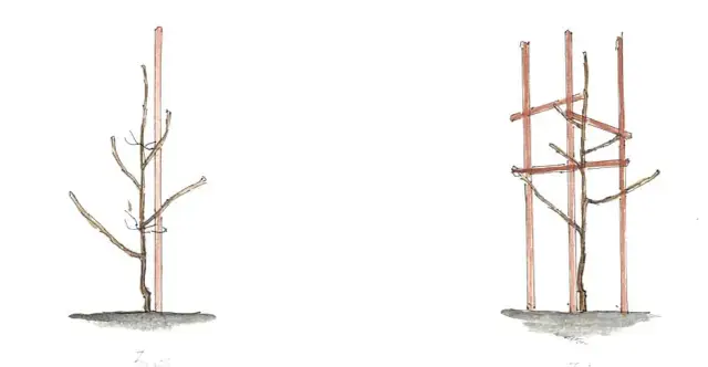 Jak pielęgnować młode drzewko jabłoni: klucz do bujnego sadu