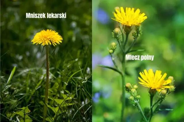 Mniszek czy mlecz? Jak odróżnić chwast od rośliny leczniczej