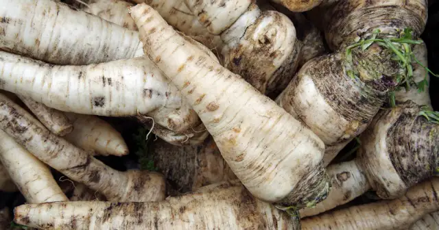 Pasternak korzeń, z zielonymi liśćmi, gotowy do kulinarnych zastosowań.