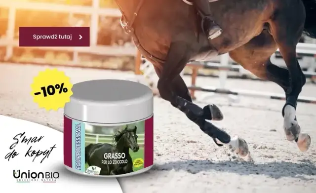 YORK jeździectwo: Polska marka, jakość i cena. Czy to dobry wybór?