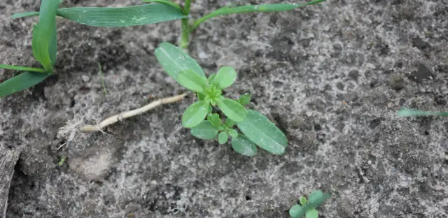 Skuteczne metody zwalczania chwastu przytulia czepna w uprawach