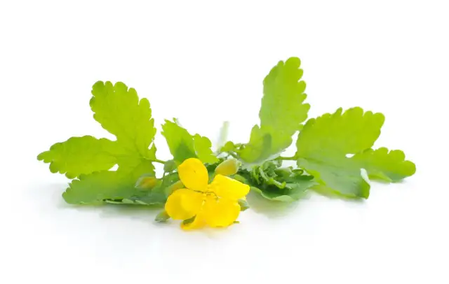 Gałązka glistnika z żółtym kwiatem, składnik maści z glistnika.