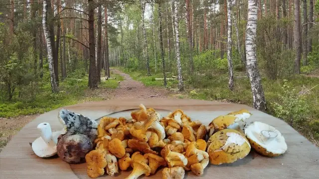 Sezon na kurki kiedy: najlepszy czas na zbieranie kurek w Polsce