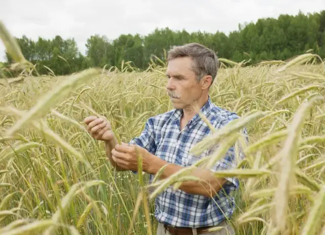 Czy rolnik płaci podatek od nieruchomości? Sprawdź, co musisz wiedzieć