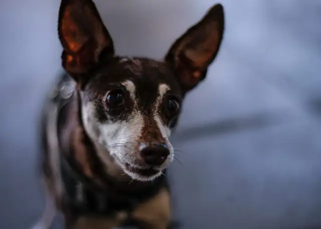 Szczeniak zjada odchody? Poznaj przyczyny i skuteczne rozwiązania!