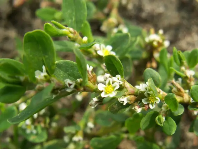 Rdest ptasi, pospolita roślina z drobnymi białymi kwiatkami i zielonymi listkami, rośnie nisko przy ziemi.