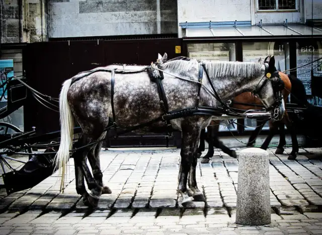 Łaska pańska na pstrym koniu jeździ: Co naprawdę oznacza?