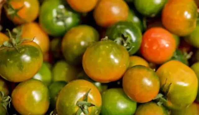 Uprawa pomidorów Lima: od nasiona do obfitych zbiorów poradnik