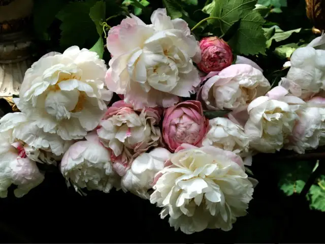 Bukiet białych i różowych piwonii w pełnym rozkwicie.