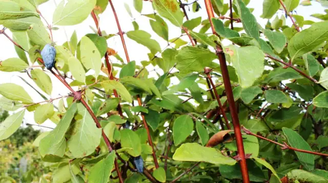 Jak uprawiać jagodę kamczacką - sprawdzone metody na obfite plony