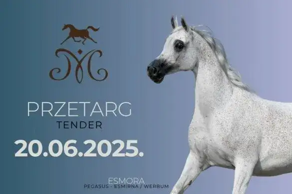 Stadnina koni na sprzedaż – najlepsze oferty koni czystej krwi