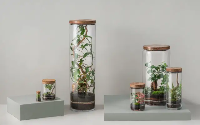 Las w słoiku na prezent? Wybierz idealny i zachwyć bliskich!