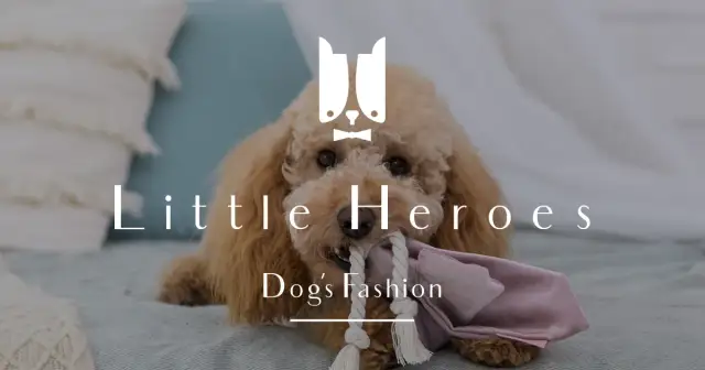 Najlepsze zabawki chihuahua dla dzieci i psów - wybierz mądrze