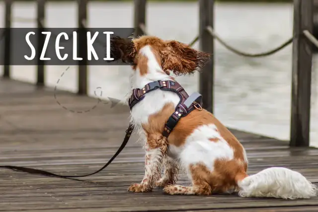 Obroża czy szelki dla dużego psa – co wybrać dla bezpieczeństwa?