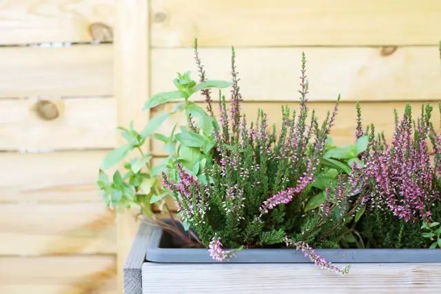 Jak sadzić wrzosy w doniczce, aby uniknąć problemów z ich wzrostem