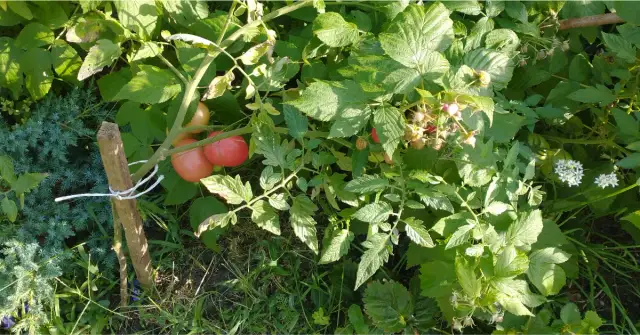Jakie warzywa warto uprawiać w ogródku? Proste i skuteczne porady