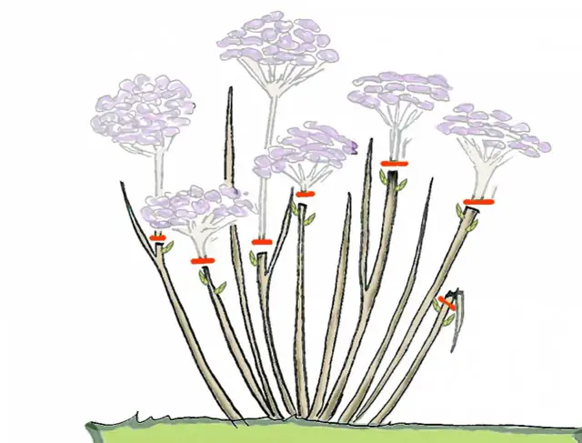 Ilustracja pokazuje, jak wykonać prawidłowe cięcie hortensji piłkowanej. Czerwone linie oznaczają miejsca cięcia, a zielone listki wskazują pąki.