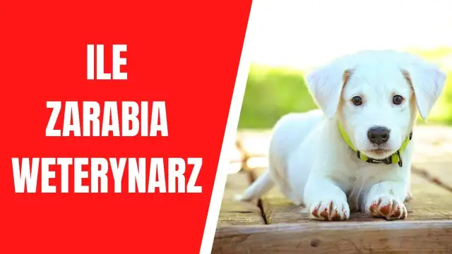 Ile zarabia weterynarz w Szwajcarii? Zaskakujące różnice w wynagrodzeniach