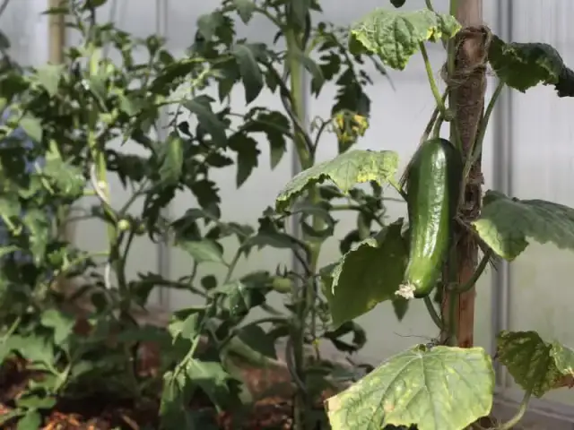 Jak uprawiać ogórki w szklarni - unikaj najczęstszych błędów i zyskaj plony