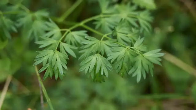 Chwast podobny do pietruszki: jak rozpoznać niebezpieczne rośliny