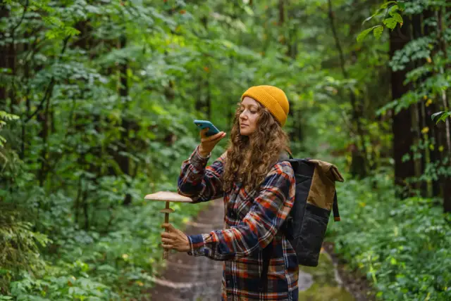 Aplikacja gdzie są grzyby – znajdź idealne gatunki w lesie