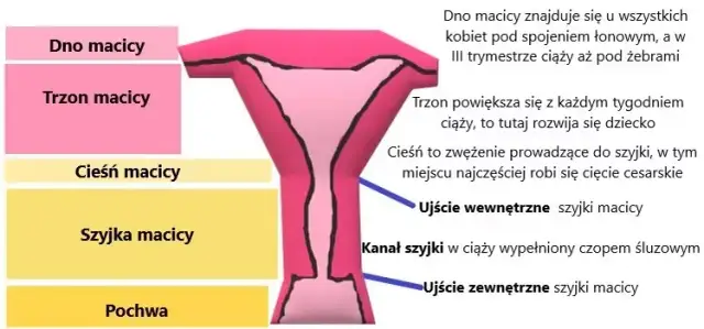 Jak zmienia się szyjka macicy przed porodem? Kluczowe objawy i porady