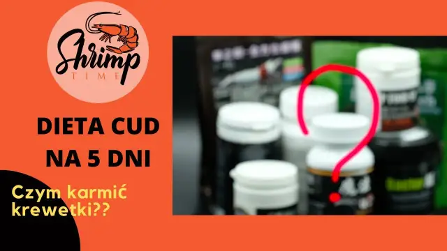 Co zjada krewetki w akwarium? Odkryj ich sekrety żywieniowe