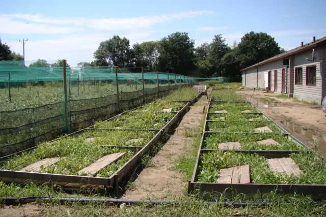 Jak założyć hodowlę ślimaków: uniknij kosztownych błędów i zyskaj sukces