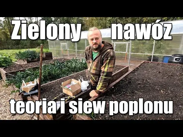 Kiedy siać żyto na nawóz zielony, aby uniknąć błędów w uprawie?