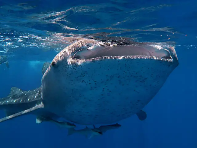 Czy w Morzu Czerwonym są rekiny? Bezpieczeństwo i gatunki rekinów