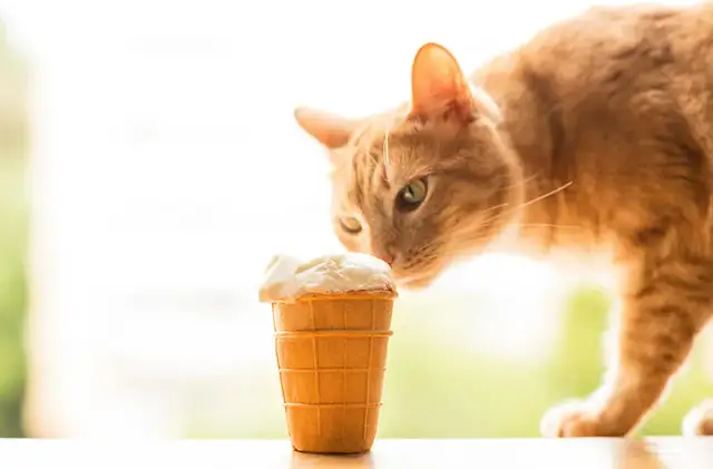 Czy koty mogą jeść lody? Dowiedz się, co może im zaszkodzić