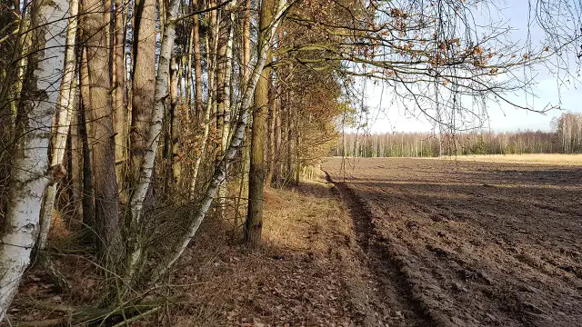 Jak znaleźć działkę w lesie i uniknąć błędów przy zakupie