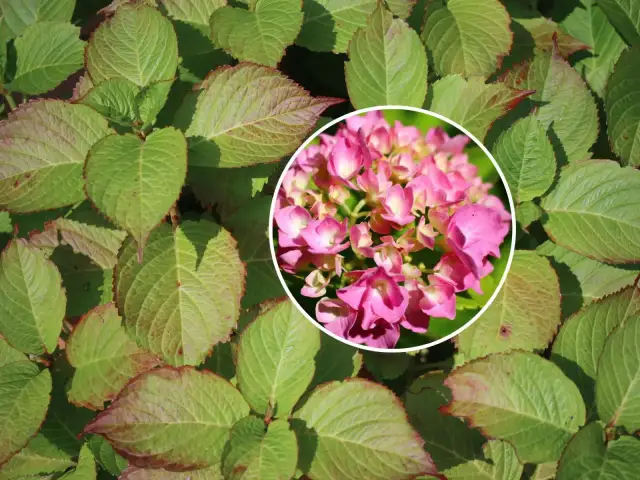 Dlaczego hortensja ogrodowa nie kwitnie? Odkryj przyczyny i rozwiązania