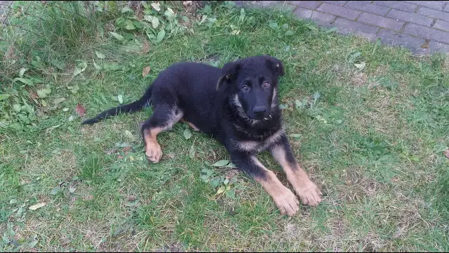 Jak wygląda 2 miesięczny owczarek niemiecki – co musisz wiedzieć?