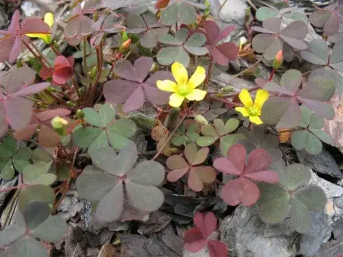 Chwasty jak koniczyna? Identyfikacja i skuteczne zwalczanie