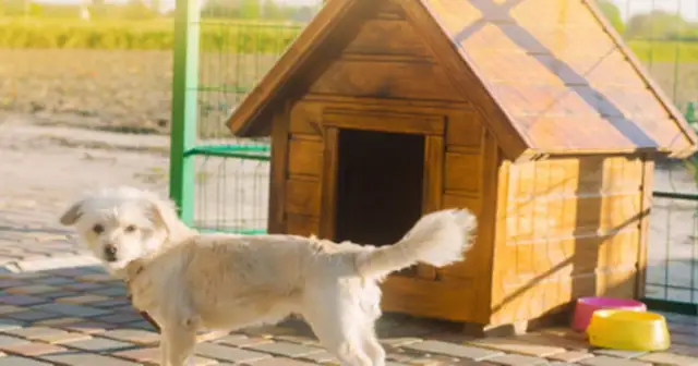 Jakie wymiary budy dla owczarka niemieckiego zapewnią komfort?