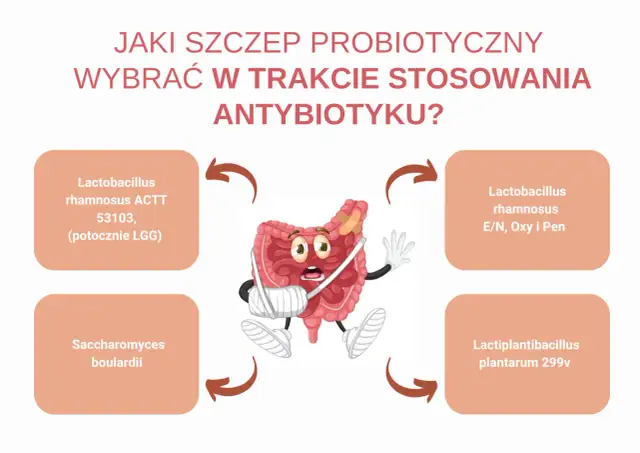 Jaki probiotyk przed czy po antybiotyku? Grafika pokazuje jelita z opatrunkami, otoczone nazwami szczepów probiotycznych.