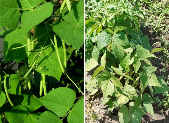 Fasolka szparagowa obok czego sadzić, aby uniknąć problemów z uprawą